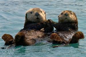 otters2
