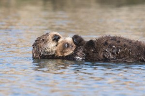 Sea-otter-bay_11